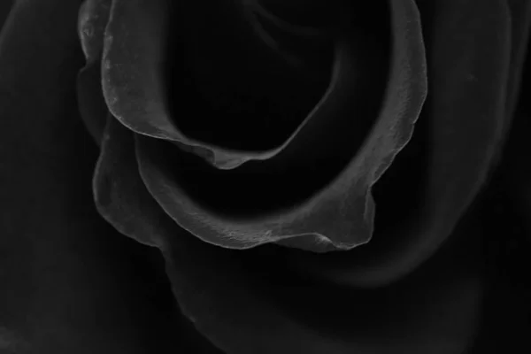 Sötét Háttér Emelkedett Üdvözlés Kártya Val Egy Luxus Rózsák — Stock Fotó