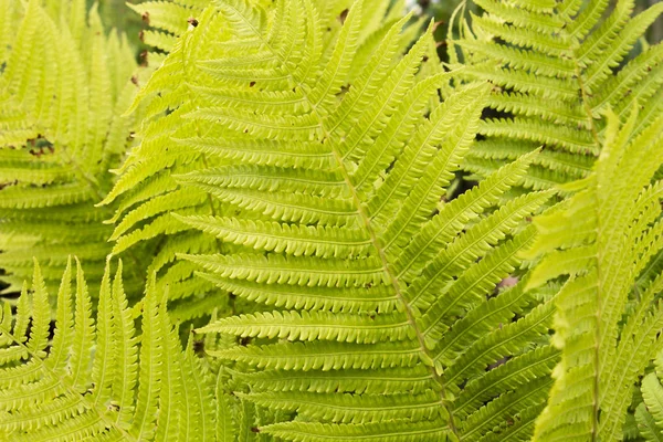 Yeşil yeşillik doğal çiçek fern Beautyful eğreltiotu yaprakları.