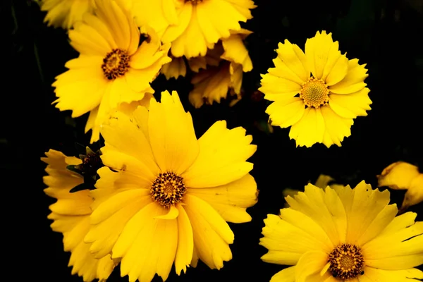 Yeşil yeşillik doğal çiçek fern Beautyful eğreltiotu yaprakları.