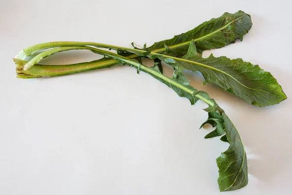 Head Raw Chicory White Background Natural Light — Stock Photo, Image