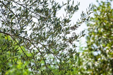 Ağustosta olgunlaşmamış zeytinlerle zeytin ağaçları ve dalları