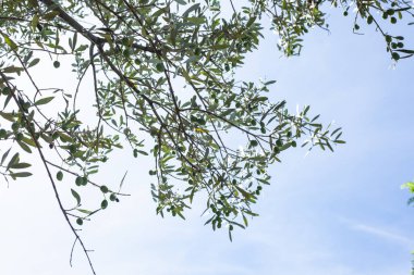 Ağustosta olgunlaşmamış zeytinlerle zeytin ağaçları ve dalları