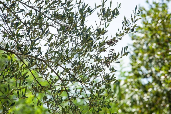 Ağustosta olgunlaşmamış zeytinlerle zeytin ağaçları ve dalları