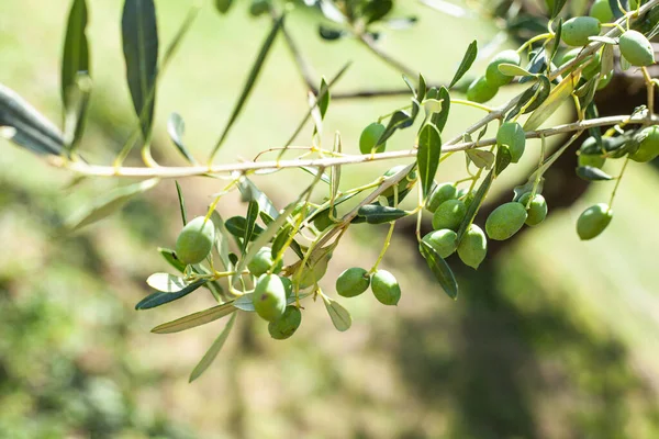 Oliviers Branches Aux Olives Encore Immatures Août — Photo