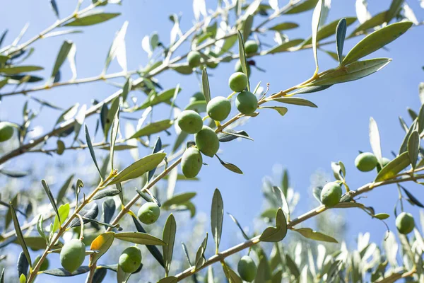 Oliviers Branches Aux Olives Encore Immatures Août — Photo