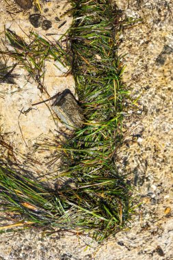 Fırtına dalgası sonrası deniz yosunu.