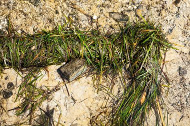 Fırtına dalgası sonrası deniz yosunu.
