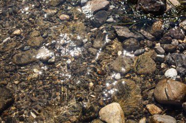 Fırtına dalgası sonrası deniz yosunu.