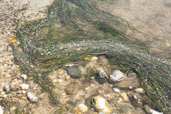 风暴潮过后海滨的海藻 — 图库照片