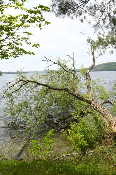 Упавшим Деревом Лежит Красивое Озеро Островами Лесистыми Берегами — стоковое фото