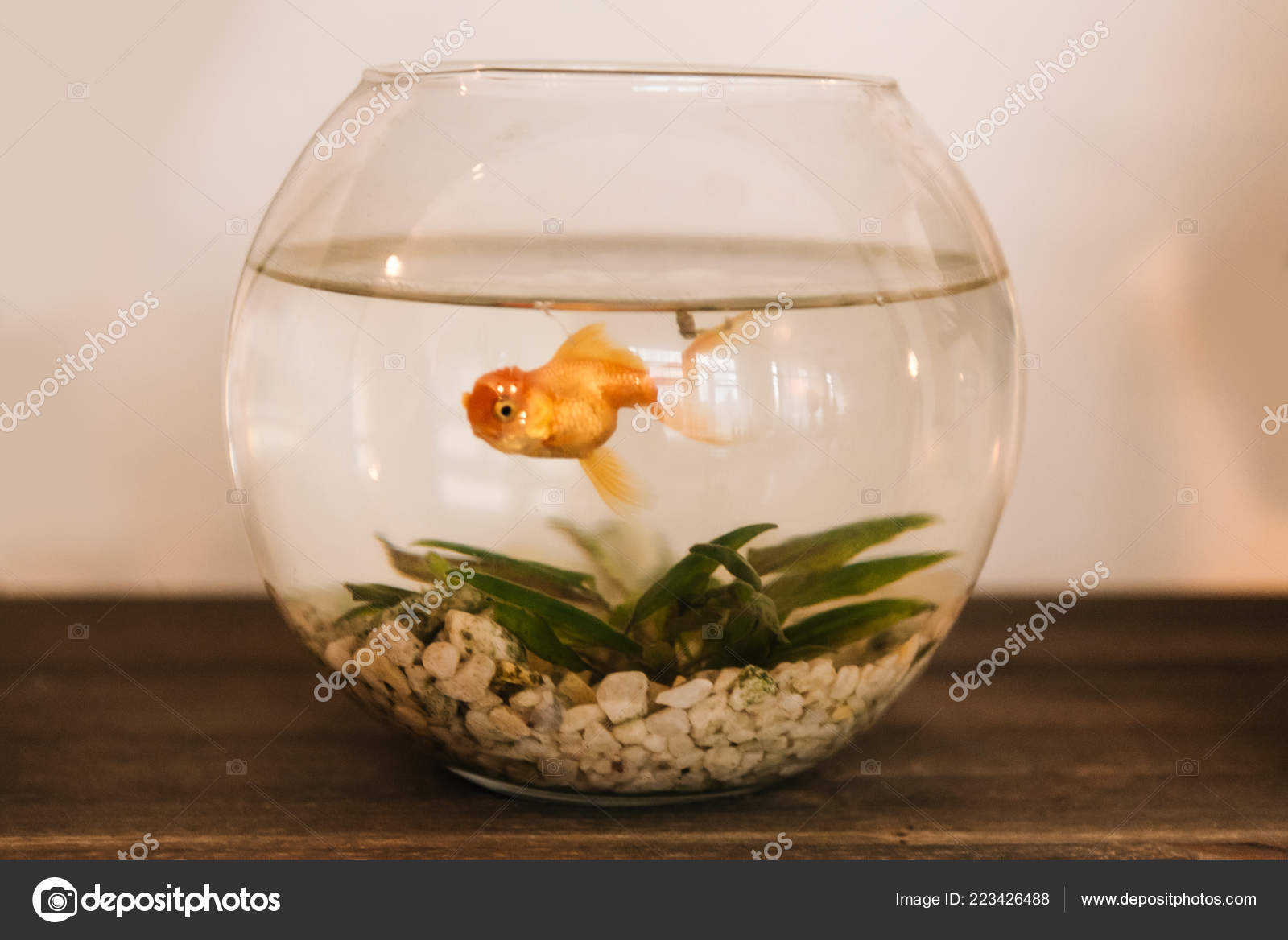 Goldfish Aquarium Fish Interior Small Aquarium Home — Stock