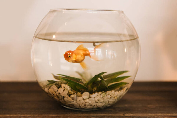 goldfish in the aquarium. fish in the interior, a small round aquarium home