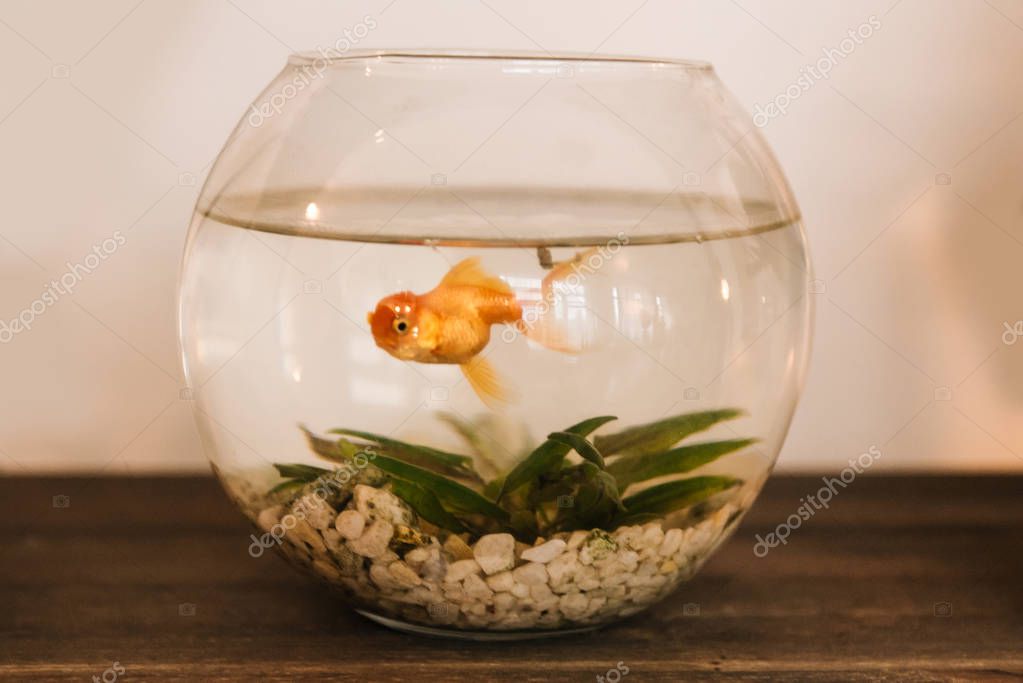 Goldfish Aquarium Fish Interior Small Aquarium Home — Stock Photo