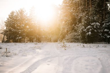 Kış manzarası. Gün batımında karla kaplı ağaçlar