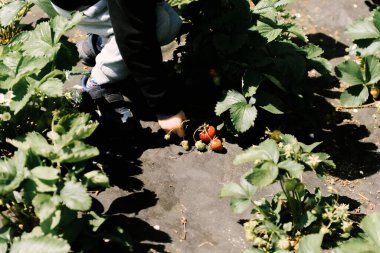 Küçük tatlı bir çocuk bahçeden çilek topluyor.