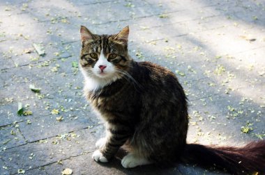 A yolunu yitirmek kedi derin bir göz ile bir fotoğraf
