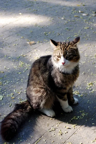 Odessa, Ukrayna sokakta oturan keskin kulakları ile kabarık bir gri kedi.