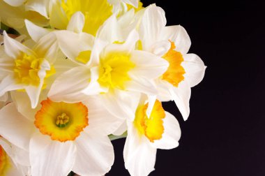 Koyu arka plan üzerinde sarı merkezi ile beyaz nergis buket.