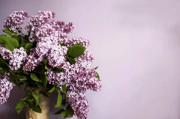 Lilac boeket in vaas op paarse achtergrond, kopieer ruimte — Stockfoto