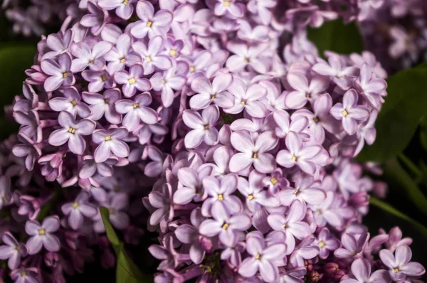 Primavera púrpura flores lila ramo macro ver . — Foto de Stock