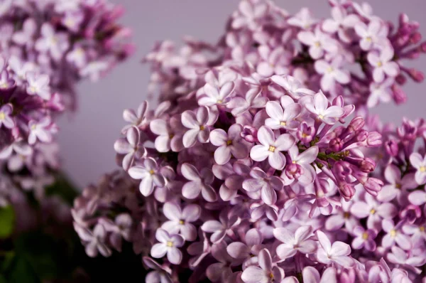 Primavera lila rama de flores macro ver . — Foto de Stock