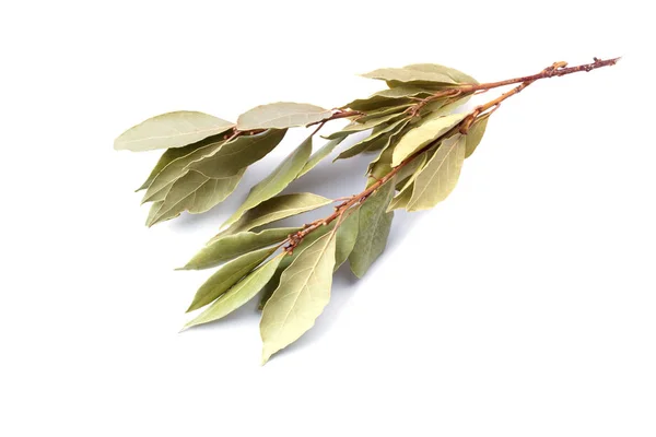 Kuru defne yaprağı, beyaz arka plan üzerinde izole defne dalı