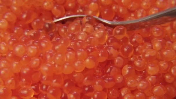 Red caviar close-up 004 / Caviar spoon stir a big shot — Stock Footage Red Caviar Close 004 Caviar Spoon Stir Big Shot Stock Footage
