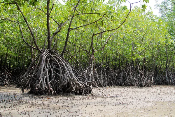 The impenetrable mangroves of Asia in sea tide