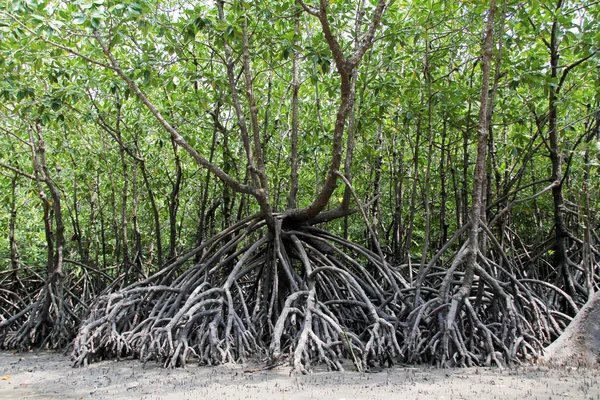 The impenetrable mangroves of Asia in sea tide