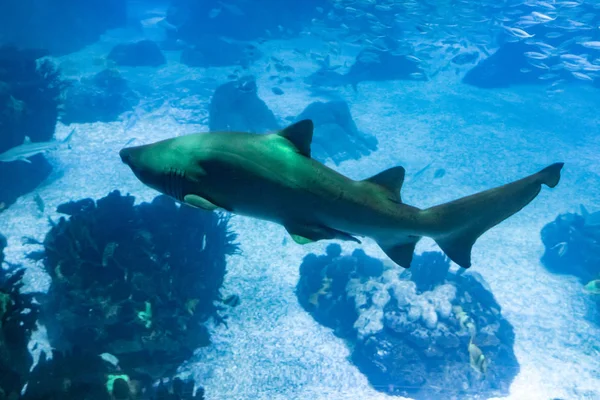 Korkunç Koyu Köpek Balığı — Stok fotoğraf