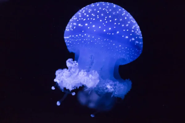 Блакитна Медуза Білою Плямою Ліцензійні Стокові Фото