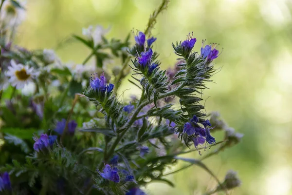Wildflowers Blurred Light Background — Stock Photo, Image