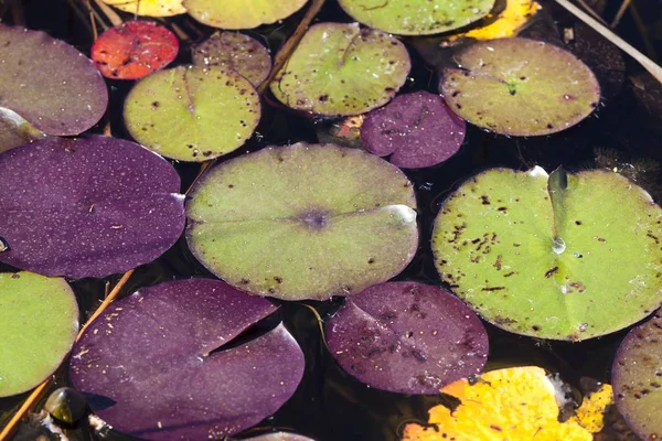 Feuilles Nymphes Nymphées Dans Étang — Photo