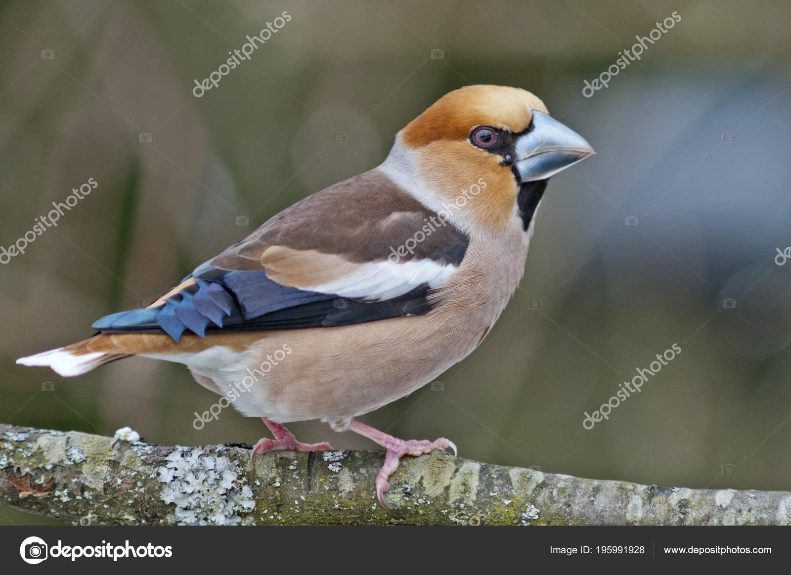Gros Bec De Rose Breasted Image Stock Image Du Oiseau