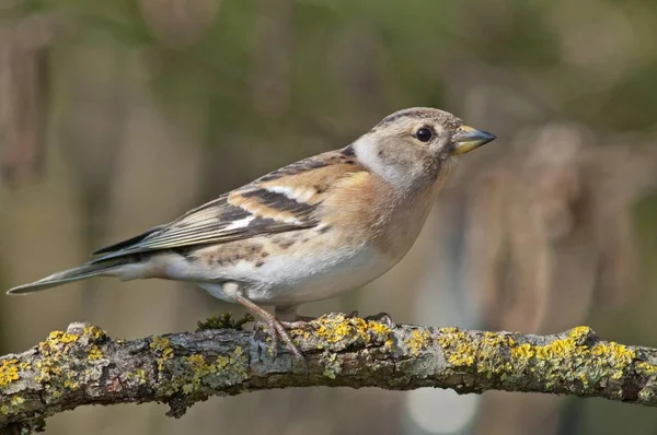 Brambling Bird Fringilla Montifringilla Fêmea Pássaro — Fotografia de Stock