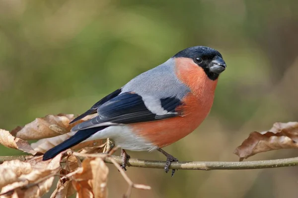 Bullfinch Eurasian Bullfinch Pyrrhula Pyrrhula Burung Jantan Untergrningen Abtsgmuend Baden — Stok Foto