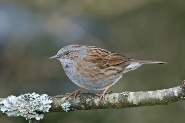 Hedge Sparrow Vogel Boomtak — Stockfoto