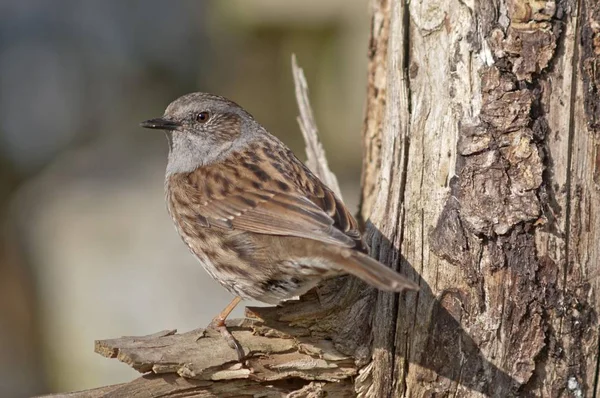 Seto Gorrión Pájaro Árbol — Foto de Stock