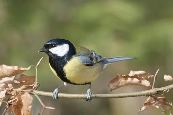 Great Tit Bird Parus Majo Male Bird Forest Tree Branch — Stock Photo, Image
