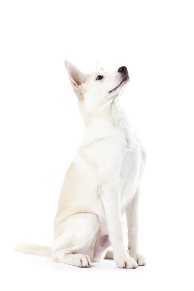 Біла Змішана Порода Собака Студії Дивлячись Вгору — стокове фото