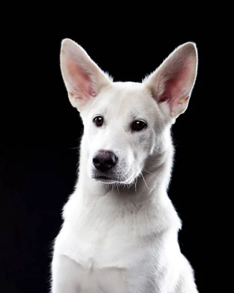 Witte Bastaard Hond Kijken Camera Dierlijke Portret Zwarte Achtergrond — Stockfoto