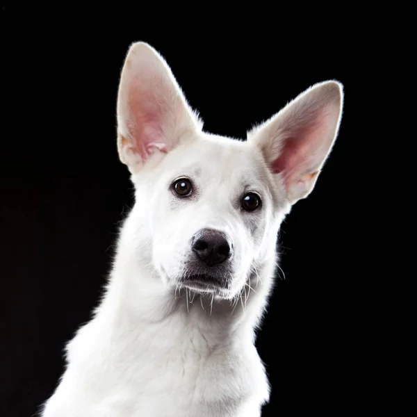 Chien Race Mixte Blanc Regardant Caméra Portrait Animal Fond Noir — Photo