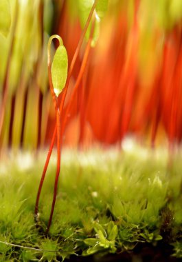 Sporophytes of Creeping feather-moss, green grass clipart