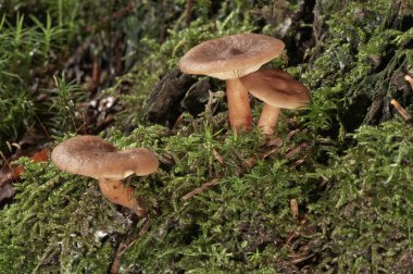 Bright Orange Milkcap mushrooms, Lactarius aurantiofulvus clipart