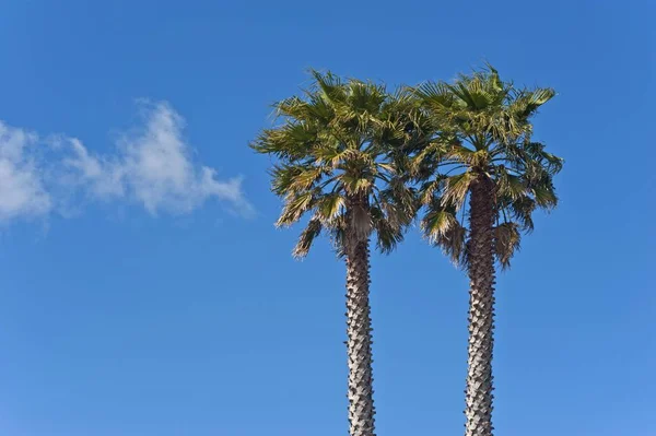 하늘을 배경으로 야자나무 — 스톡 사진