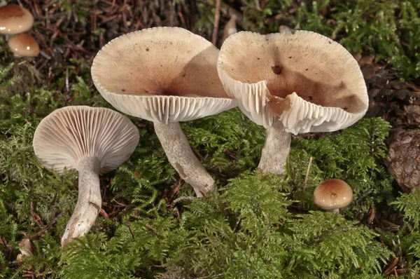 漏斗帽蘑菇在绿色青苔 — 图库照片