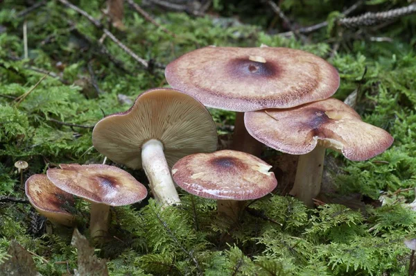 Birch Knight Mushrooms Green Forest Moss — Stock Photo, Image