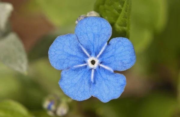 Omphalodes Arrastramiento Blue Eyed Flor María Omphalodes Verna Floración — Foto de Stock