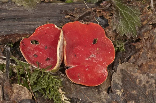 Pianta Rossa Scarlet Elf Tazze Sarcoscypha Coccinea — Foto Stock