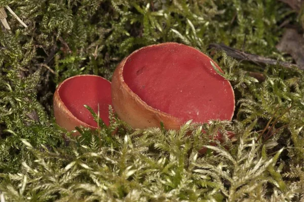Red Scarlet Elf Cups Plant Sarcoscypha Coccinea — Stockfoto
